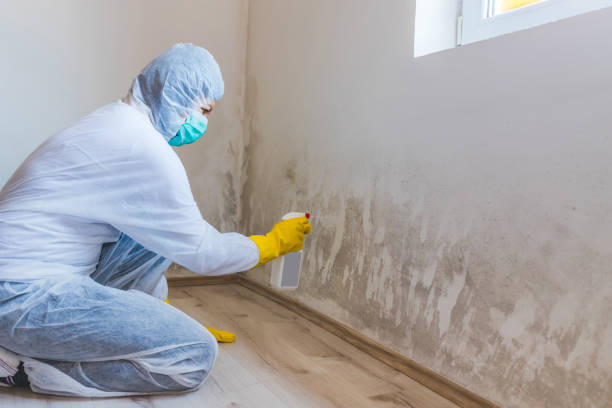 Licensed Basement Mold Remediation service in Wilson, NC - WQB Mold Removal