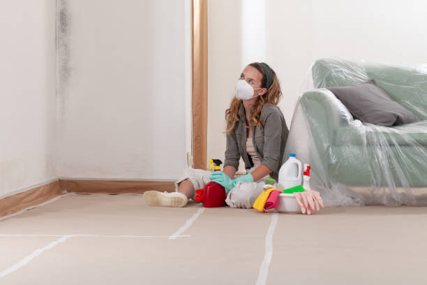 Reliable Basement Mold Remediation contractor in Wilson, NC by WQB Mold Removal