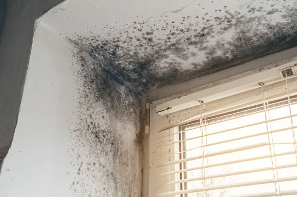 Affordable Basement Mold Remediation solutions in Wilson, NC
