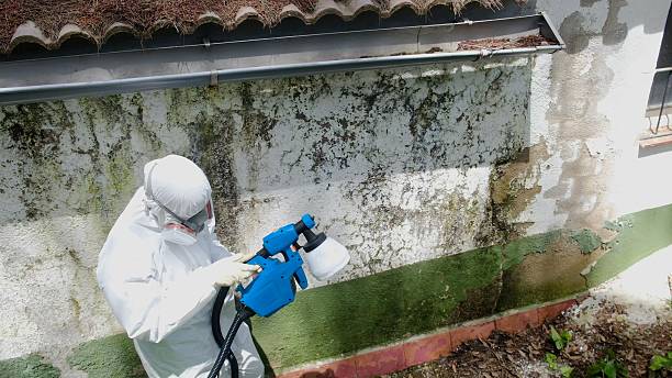 Top rated local Basement Mold Remediation specialists in Wilson, NC